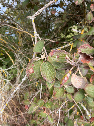 Wayfaring-tree
