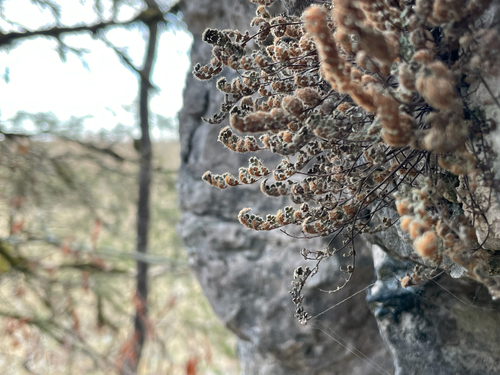 Fee's lip fern