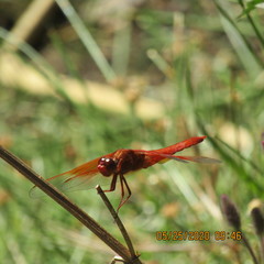Libellula saturata