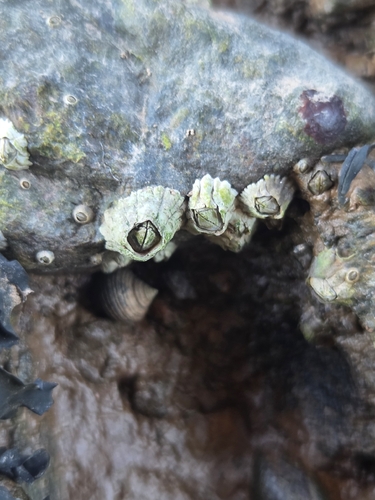 Semibalanus balanoides observed 2026-10-15