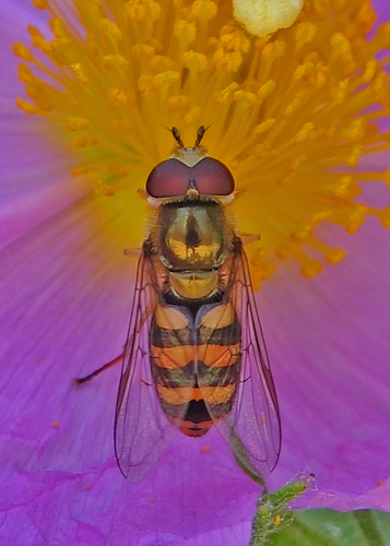 iNaturalist observation photo of Western Aphideater
