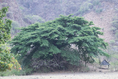 Ficus crocata