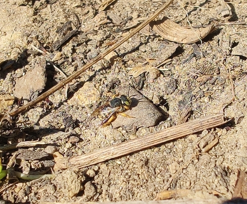 Oblong Woolcarder Bee