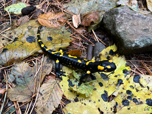 Fire Salamander