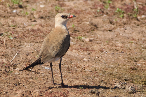 Stiltia isabella observed 2026-10-15