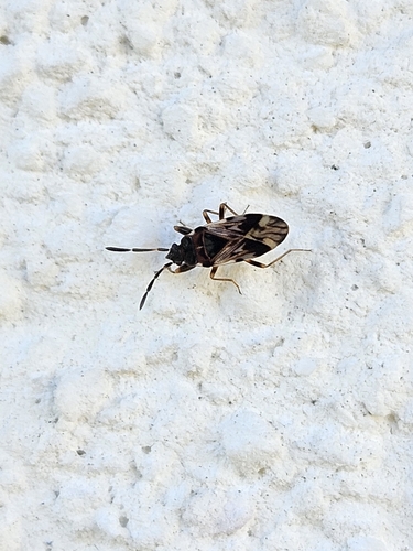 decorated groundbug