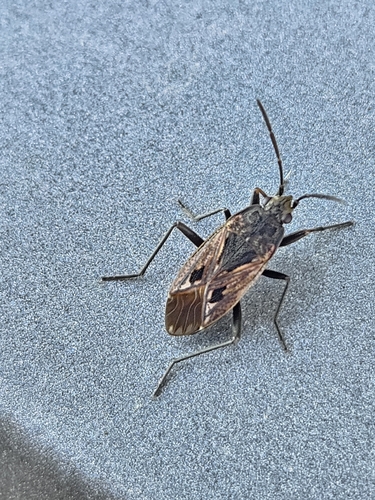 black-spotted groundbug