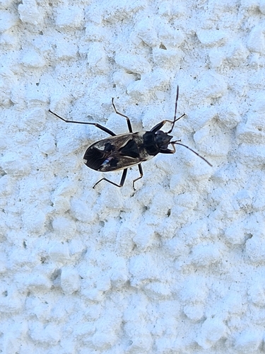 bright-spotted groundbug