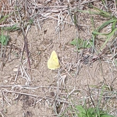 Clouded Yellow
