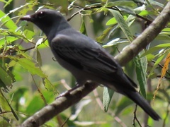Edolisoma tenuirostre