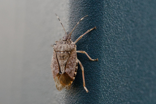 Brown Marmorated Stink Bug