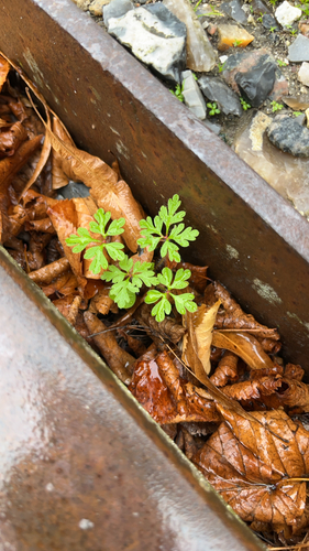 Herb Robert