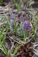 Veronica wyomingensis