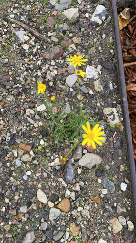 Narrow-leaved Ragwort