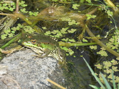Pelophylax bedriagae