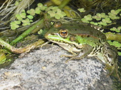Pelophylax bedriagae
