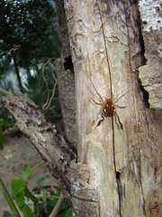Erginulus roeweri