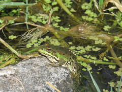 Pelophylax bedriagae