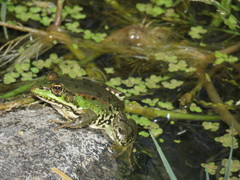 Pelophylax bedriagae
