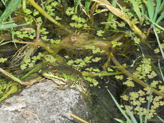 Pelophylax bedriagae