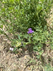 Medicago sativa