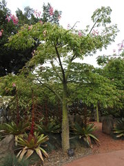 Ceiba insignis