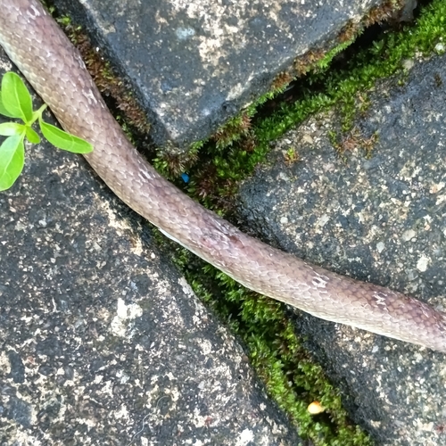 Russell's Wolf Snake