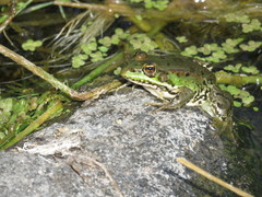 Pelophylax bedriagae
