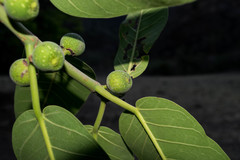 Ficus crocata