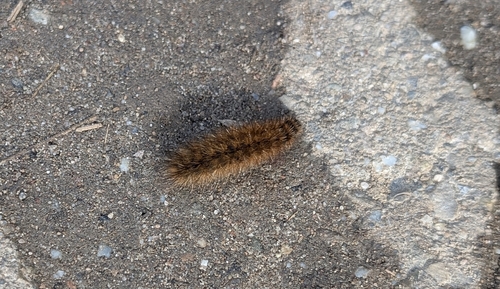Ruby Tiger Moth