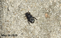 Clinterocera scabrosa