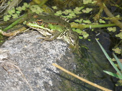 Pelophylax bedriagae