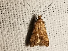 Brachmia blandella