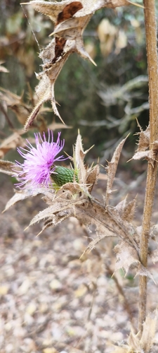 Cirsium phyllocephalum