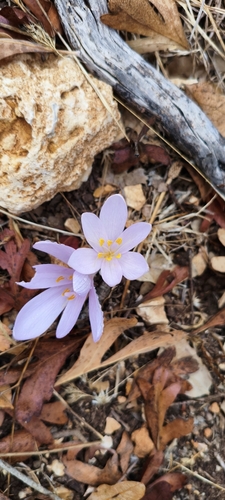 Steven's Meadow Saffron
