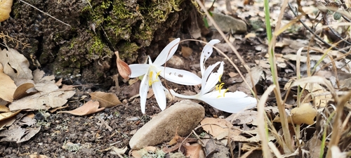 Colchicum troodi