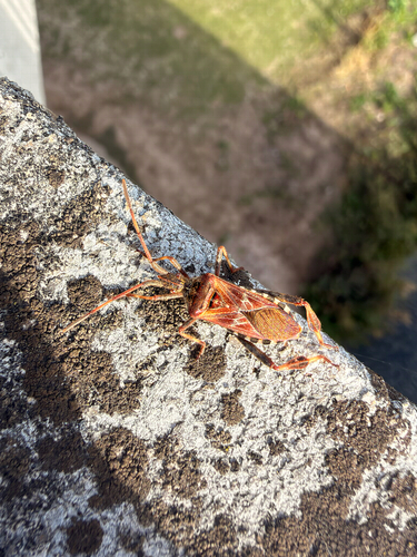 Western Conifer Seed Bug