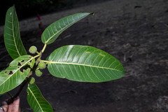 Ficus crocata