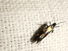 Euspilapteryx auroguttella