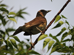 Turdus grayi