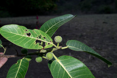 Ficus crocata