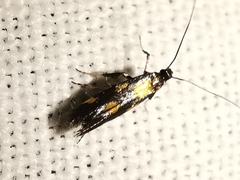 Euspilapteryx auroguttella