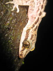 Cyrtodactylus marmoratus