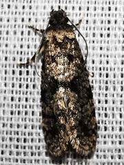 Morophaga morellus