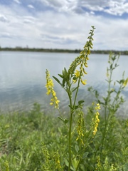 Melilotus officinalis