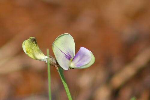Vigna unguiculata observed 2026-10-16