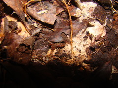 Diplocentrus