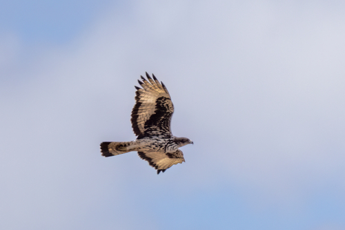iNaturalist image