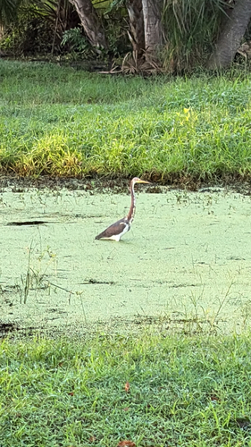 Tricolored Heron
