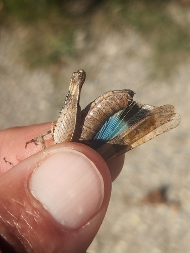 Blue-winged Grasshopper